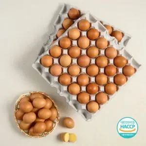 [NS홈쇼핑][eTV][HACCP인증]구운계란 대란 60구(30구x2판)[35676547]