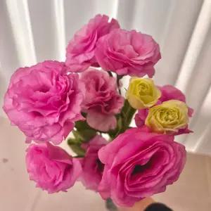 리시안셔스 생화꽃다발 꽃다발 선물 생화택배 고요히꽃