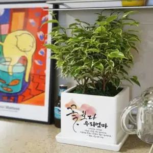 생일화분 와이프 생신축하 환갑 기념일 축하화분 꽃보다 OOO 메세지화분