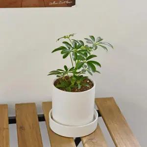 홍콩야자 원형세라믹 식재 받침세트