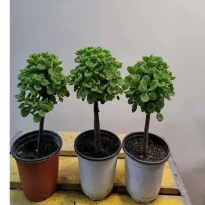 목대가 있는 장미허브 핫도그모형 재입고