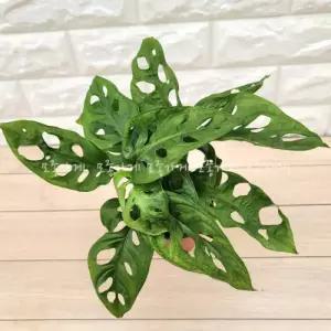 장미농원몬스테라 오블리쿠아 구멍몬스테라