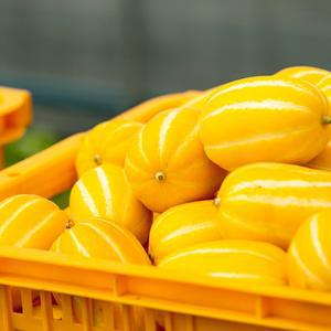 가정용 국내 경북 성주 벌꿀 참외 2kg 랜덤과 소과 중과 대과