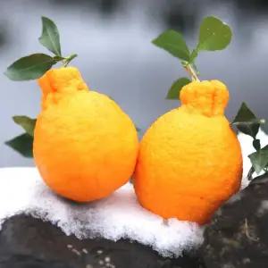 제주 노지한라봉 못난이 10kg 혼합과