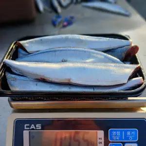 국내산 손질 생물 꽁치 1kg(7미 내외)