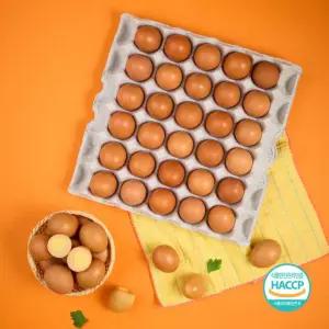 [TC][HACCP인증]촉촉탱글 구운계란 중란 구운란 총 60구 (30구+30구)