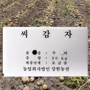 강원농산 강원도 고랭지 정품 채종 수미 씨감자 20kg 감자씨 주말농장 모종