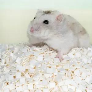 오늘도 뒹굴뒹굴 햄스터 소동물용 화이트 종이베딩