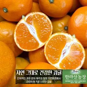 감귤5kg 제주 농장 고당도 감귤 [특가판매] 탱글탱글 꿀브릭스 제주 감귤, 1박스, 5kg