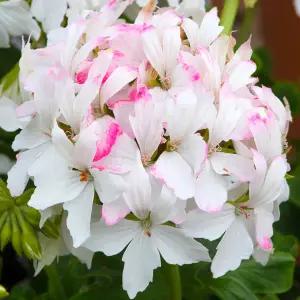 어린모종 제라늄 썸머트위스트 화이트(조날) 8cm분