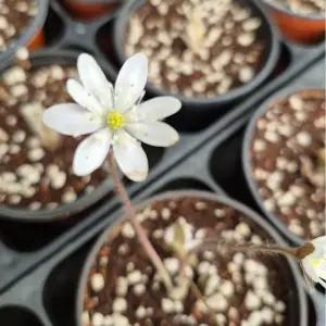 토종노루귀 봄꽃 야생화 토종 그늘 산야초 정원 조경 화단 C01