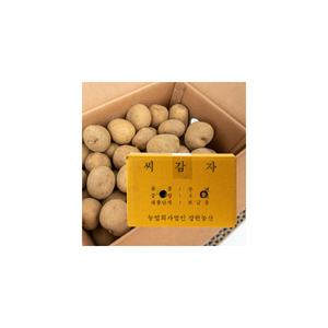 강원농산 두백 씨감자 4kg 감자씨 주말농장 모종