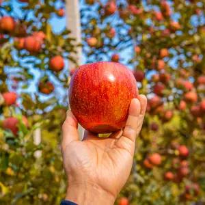 (가정용) 경북 꿀사과 중과 10kg 안동 청송 맛있는 못난이 흠집 흠과 한박스
