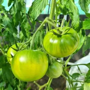 부산 대저 짭짤이 토마토 1KG 2.5KG