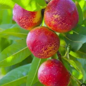 복숭아나무 천도 복숭아 2년생 분묘(신비)