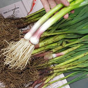 햇 풋마늘 잎마늘 1kg내외