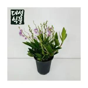 긴기아난 소형 깅기아난 김기아난 공기정화식물 긴기아나 대성식물