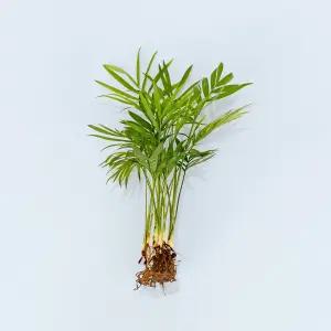 테이블야자 세척 모종 소형 수경재배식물 키우기쉬운 인테리어 공기정화식물