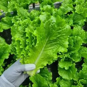 국내산 로메인청상추 1kg 2kg