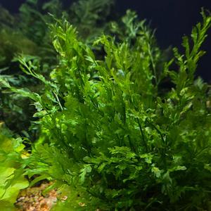 볼비티스 헤우델로티 2줄기 1벌브 음성수초 활착 어항 수족관