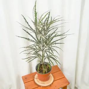 갑조네 아랄리아 아라리오 중품