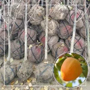 서울농원묘목/대봉감 감나무 묘목 결실주 3년생 분묘 홍시감