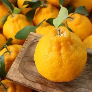 제주 고당도 한라봉 가정용 5kg (10~28과)