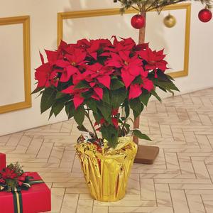 포인세티아 화분 레드 크리스마스 대형 장식 꽃 관엽식물 겨울 키우기 2개입