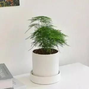 아스파라거스 나누스 소형 원형세라믹 식재 개업 축하 승진 카페 화분