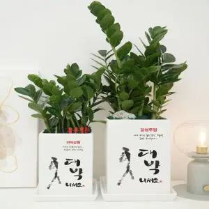 개업 화분 축하 카페 미용실 꽃집 꽃배달 네일샵 금전수 스투키 선물 화환