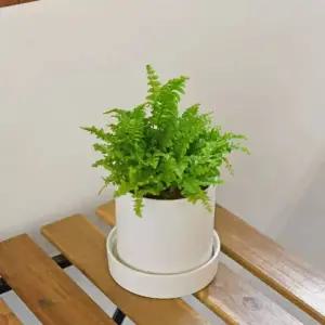 보스턴고사리 소형 원형세라믹 식재 개업 축하 승진 카페 화분