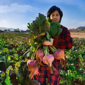 강화도 순무-5kg