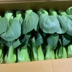 국내산 쌈채소 청경채 10-15알 1.5kg 내외