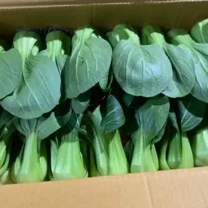 국내산 쌈채소 청경채 10-15알 1.5kg 내외