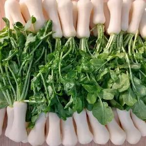 강원도 영월 고랭지 절임 알타리무 5kg 10kg 세척 총각무