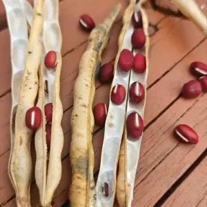 강원도 정선 팥 적두 생산자 판매 1kg 단위판매 소량부터 대용랑까지 선택가능