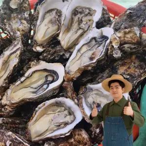 천유작 당일조업 국내산 여수 석화 10kg