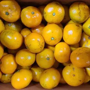 제주 노지 못난이 감귤 만생 밀감 귤 10Kg