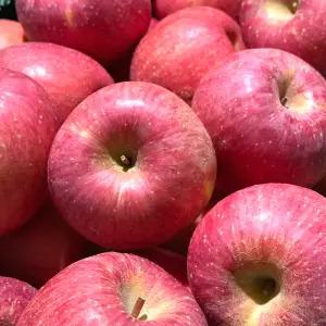 경북 산지 고당도 황금 부사 햇 가정용 사과 10KG 대과