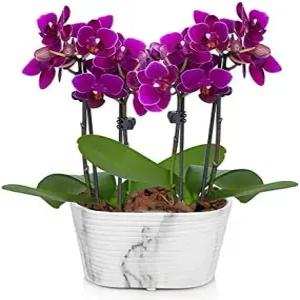 프롬 유 플라워 생일 기념일 또는 축하를 위한 그림 같은 보라색 미니 난초