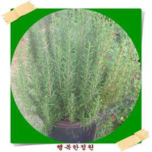 로즈마리/로즈메리/중대형/허브화분/개업/집들이
