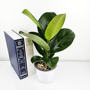 (56종)중형식물 무화과 머루나무 외 공기정화식물 모음전 화분 화초 관엽식물 실내식물