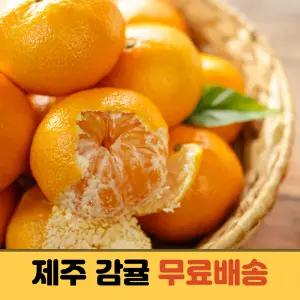제주 극조생 조생 햇 고당도 노지감귤 밀감 10kg 로얄과
