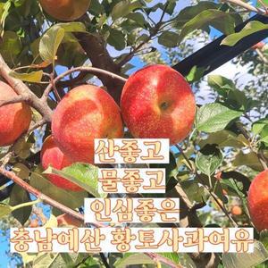 놀라운맛 예산황토사과 주문즉시 달콤한사과가 집안으로 꿀맛황토사과