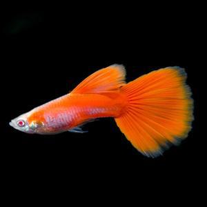 나나아쿠아 열대어 알비노 풀레드 구피 준성어 한쌍