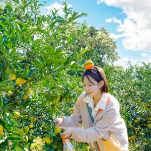 [제주] 돌담프룻 이용권  / 제주도 여행 감귤체험 포장 포토존