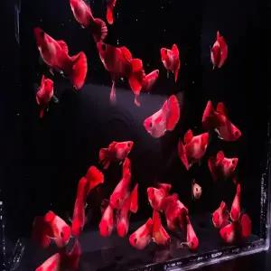 코이글라스벨리 숏바디 구피 (젊은성어 한쌍)