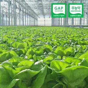 유러피안 샐러드 채소 800g내외(3-5종랜덤)