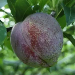 서울농원묘목/왕피자두 자두나무 묘목 접목1년생 상묘 여름과일 수분수