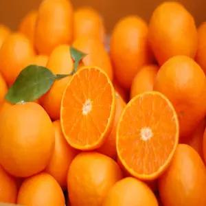 [감귤의신] 제주 천혜향 가정용 선물세트 제철 고당도 3kg 5kg 중소과 중대과 대과특과